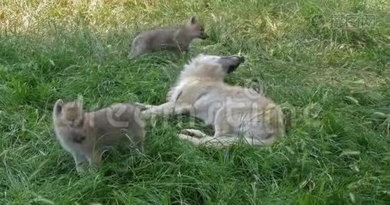 北极狼，犬狼疮苔原，母幼，实时视频