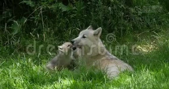 北极狼，犬狼疮苔原，母幼，实时视频