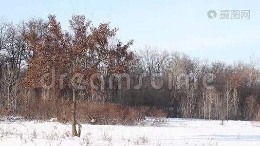 冬季有树木和栅栏的冬季景观视频