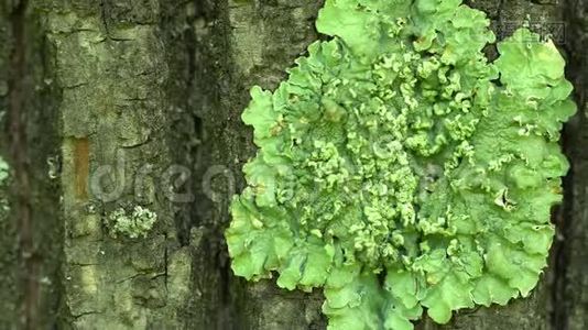 树皮上长满了绿苔。 有选择的焦点。 老树皮橡树的纹理，苔藓和地衣。视频