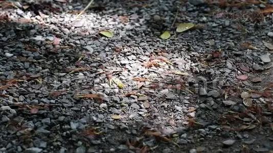 落雨树上的阳光和阴影视频