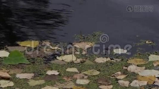 秋天的一天，落叶漂浮在池塘或湖泊的暗水面上。视频