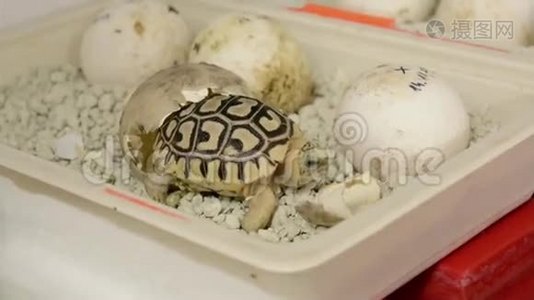 豹龟(Stigmochelys或Geochelonepardalis)宝宝视频