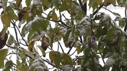 绿叶上的初雪视频