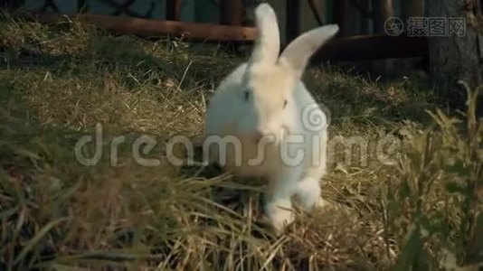 兔子夏天吃草视频