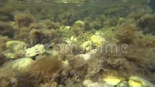 黑海水下世界视频