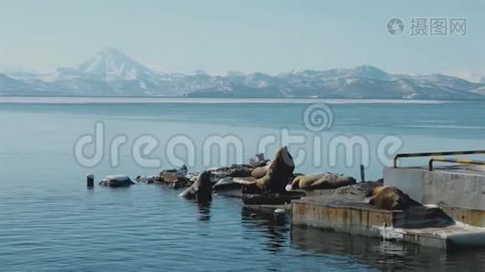 在堪察加的海狮酒店的山景视频