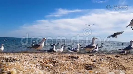 海鸥在海边特写镜头，海鸥在沙滩上慢动作吃东西视频
