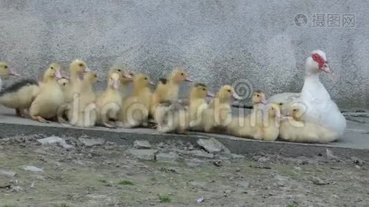 鸭子股票吓坏了视频