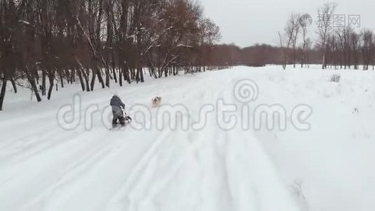 哈士奇狗雪橇队赛车无人机镜头。视频