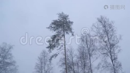 俄罗斯，2019年2月：暴风雪和大漂移。 一阵强风摇动着冬天森林里的树木。视频