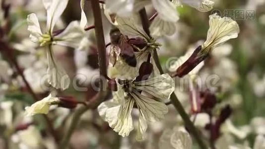 蜜蜂和布鲁日视频