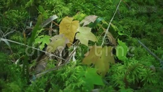 夏林中绿油油的草地和树叶覆盖的地面视频