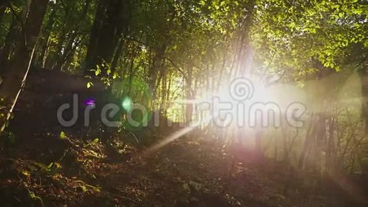 阳光`阳光透过野生热带森林的树叶和树木。 4k，慢动作视频