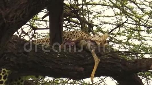豹吃树上的猎物视频