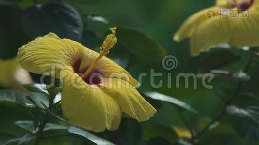 黄色的花蕾在夏天的花园里盛开着鲜花。 盛开的花园里开着黄色的花。视频