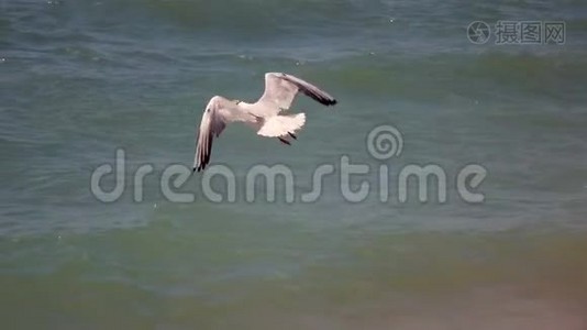 在水面上缓慢移动一只海鸥视频