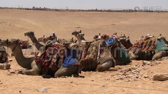 沙漠上的骆驼队视频