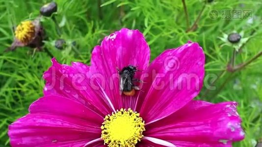 紫色花朵上的蜜蜂视频