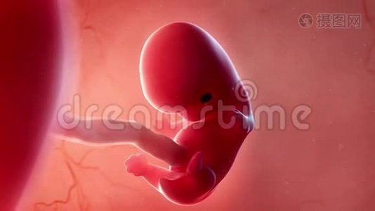 胎儿-第8周视频