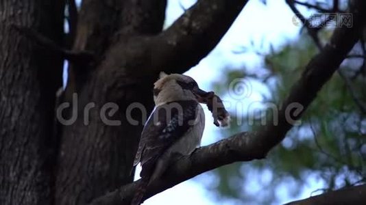 树上的Kookaburra拿着食物撞到树枝上视频