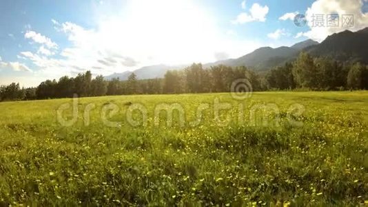 日落时分，无人机飞过盛开的草地。 美丽的夏日风景视频