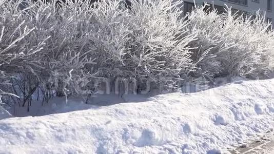 在寒冷的冬天看到结霜的冰灌木的全景。 4K视频
