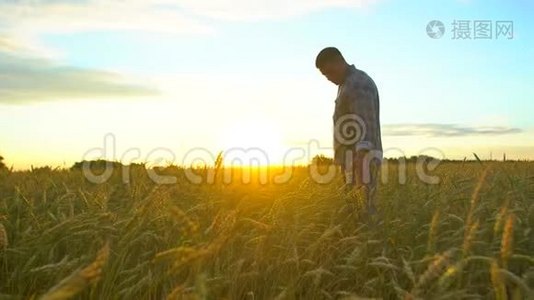 在日落或日出时，幸福的农夫在美丽成熟的麦田里散步。 男农摸着自己农场的麦穗视频