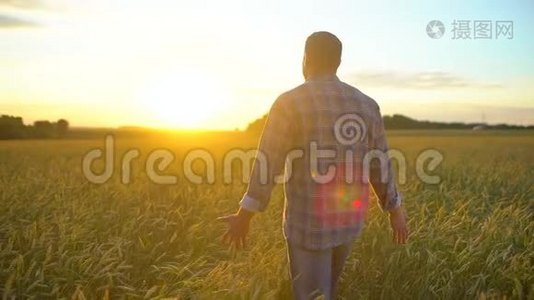 在日落或日出时，幸福的农夫在美丽成熟的麦田里散步。 男农摸着自己农场的麦穗视频