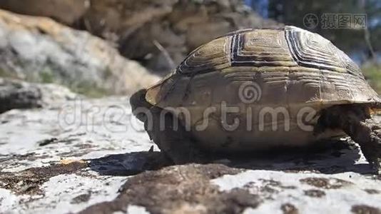 小乌龟走路视频