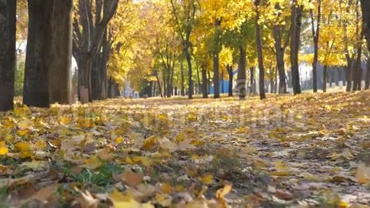 秋季晴天空城公园观.. 色的叶子慢慢地落到地上.. 黄色的枫叶躺在小巷里视频