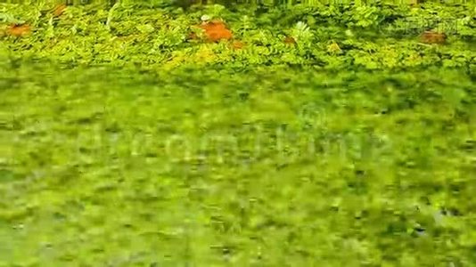 漂浮在池塘上的落叶树的黄树叶。视频