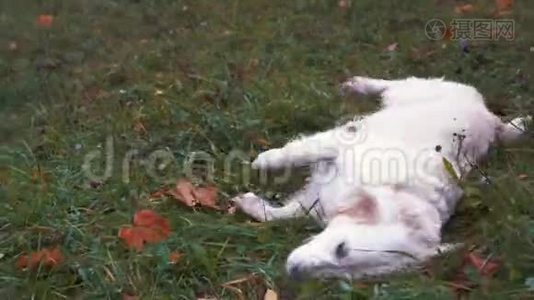 有趣的视频-秋天公园里湿漉漉的草地上躺着一只大快乐的狗视频