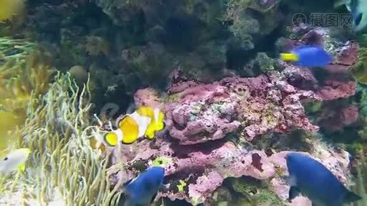 美丽的海葵和珊瑚礁上的鱼小丑。视频