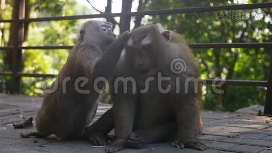 两只可爱的猕猴坐在热带雨林里。 亚洲、泰国普吉岛猴山视频