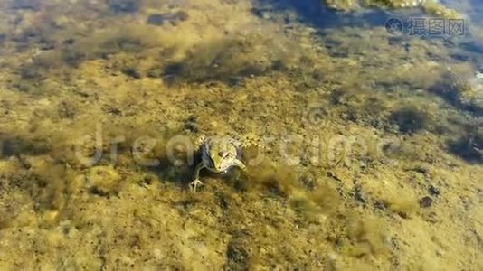 青蛙躺在水面上的特写镜头。视频