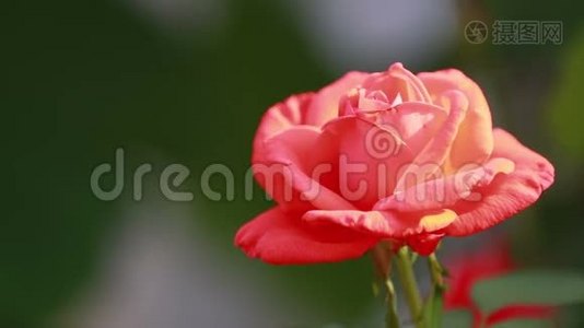 美丽的粉红色红花，花园里有水滴。 花园喷水器下玫瑰，特写，动态场景，调色视频，视频