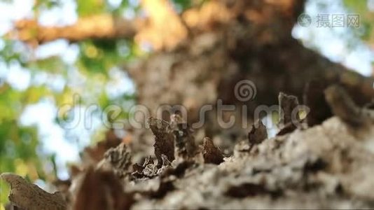 缅甸帕塔克树剥落的片状树皮视频