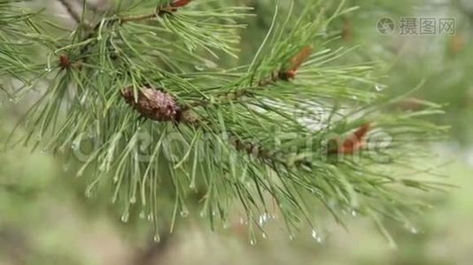 雨后青松枝.视频