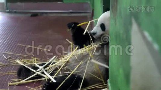 熊猫吃竹秆.. 媒体。 毛茸茸的大熊猫坐着，用爪子抓住竹柄，咀嚼它们。 可爱视频