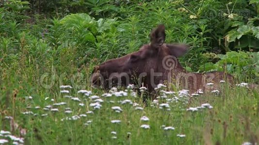 麋鹿躺在野花里视频