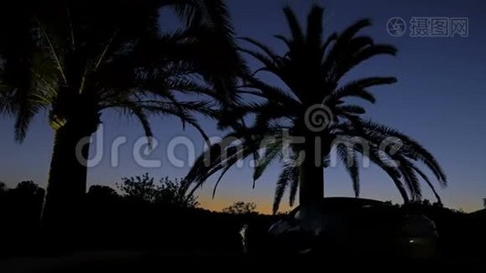 黑色的棕榈树在夕阳的天空背景上剪影。 黄色和蓝色的壮丽日落景色视频