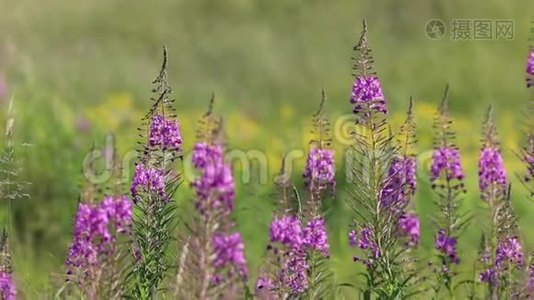 夏天，西伯利亚的草地上盛开着浮萍视频