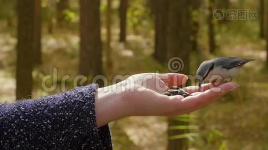 在森林里，女人用手把乳虱喂向葵花籽视频