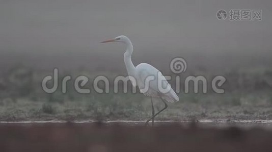 大白鹭在沼泽地散步视频