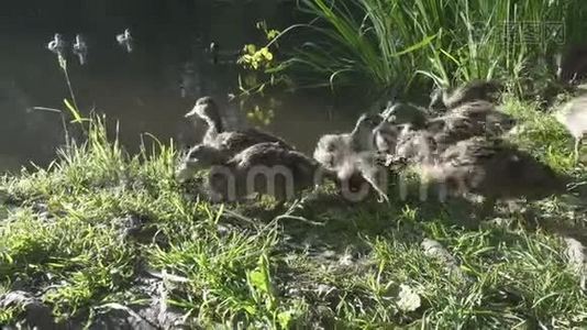 夏天阳光明媚的一天，鸭子和成年小鸭子在湖边的草地上嬉戏视频