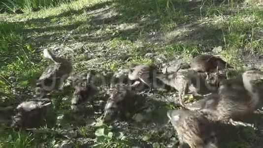 夏天阳光明媚的一天，鸭子和成年小鸭子在湖边的草地上嬉戏视频