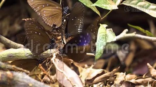 一群蝴蝶试图从庞四达的矿物中获取一些食物视频