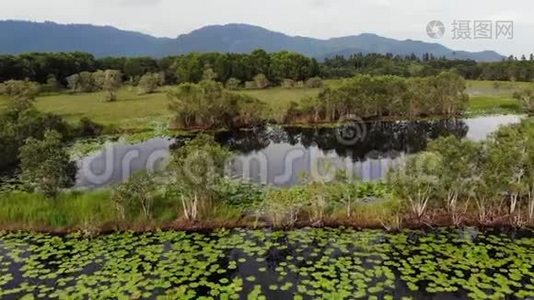 平静的池塘与乐透无人机的视野。 苏梅岛绿色乡村宁静的湖面上漂浮着荷叶视频