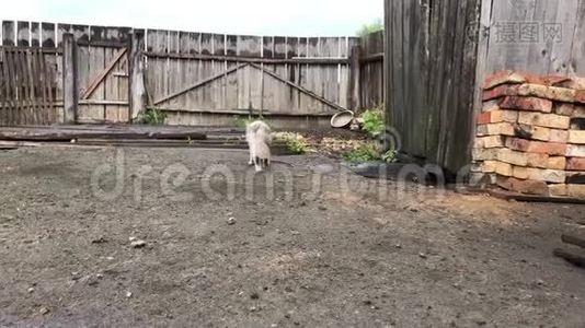 在院子里走着的灰斑白猫视频